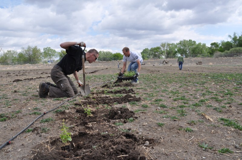 Hops planting