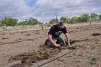 Hops planting