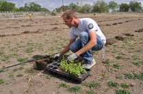 Hops planting