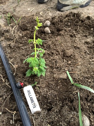 Willamette hops